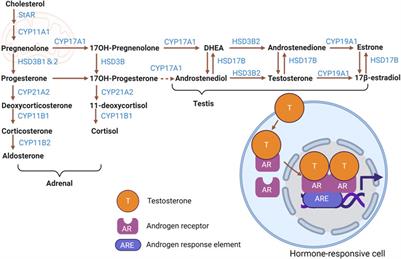 Steroid hormone signaling: multifaceted support of testicular function